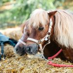 Pony Shetland
