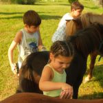 Pony Shetland - Attività ludica con i pony 6