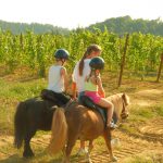 Pony Shetland - Attività ludica con i pony 7
