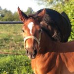 cavallo1